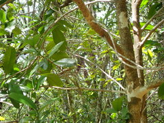 Cyanoramphus cookii
