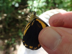 Belenois java peristhene