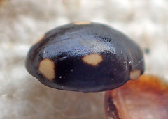 Hyperaspis quadrioculata