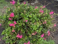Pelargonium
