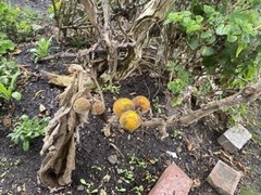 Solanum quitoense