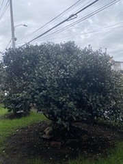 Feijoa sellowiana
