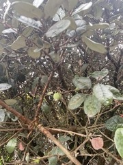 Feijoa sellowiana