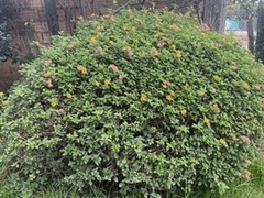 Streptosolen jamesonii