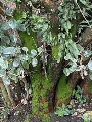 Magnoliopsida