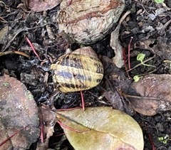 Cornu aspersum