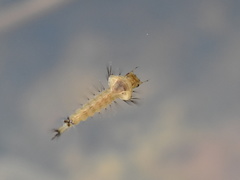 Eucorethra underwoodi