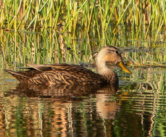 Anas fulvigula image