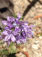 Gilia capitata