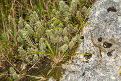 Pimelea barbata barbata