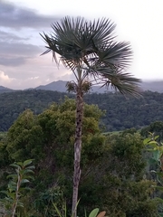 Coccothrinax argentea