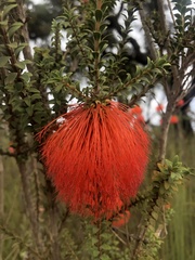 Melaleuca sparsa