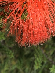 Melaleuca sparsa