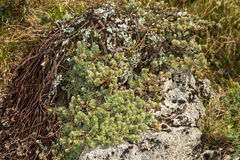 Pimelea barbata barbata