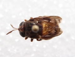 Microdon globosus