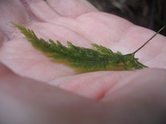 Abrodictyum elongatum