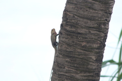 Calotes versicolor