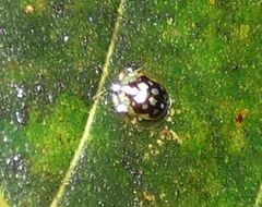 Plagiometriona microcera