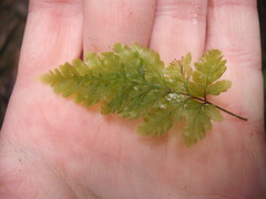 Abrodictyum elongatum