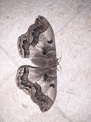 Arsenurinae
