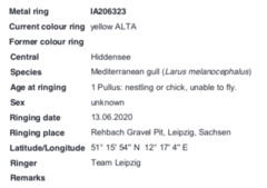 Ichthyaetus melanocephalus