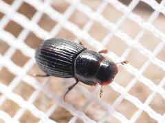 Dialytellus tragicus