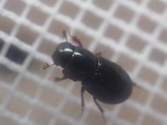 Dialytellus tragicus