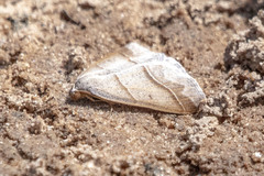 Petrophora subaequaria