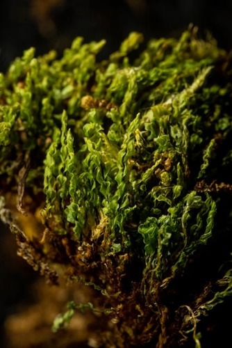 Cyrtomnium hymenophyllum, 2019-07-31