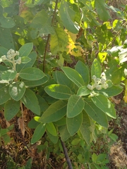 Buddleja sessiliflora