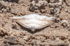 Petrophora subaequaria