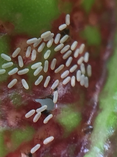 Cuban Laurel Thrips photo 3