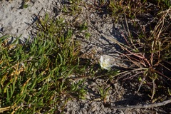 Spergularia macrotheca longistyla