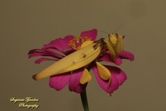 Hymenopus coronatus