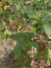 Quercus polymorpha