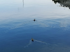 Lophonetta specularioides