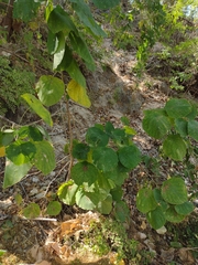 Hura polyandra