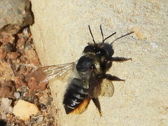 Megachile pollinosa