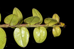 Metrosideros diffusa