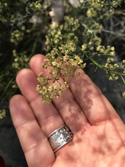 Galium angustifolium