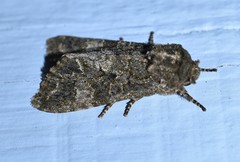 Copivaleria