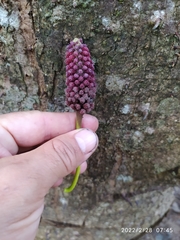 Hura crepitans