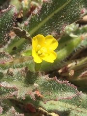 Camissoniopsis hirtella