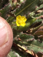 Camissoniopsis hirtella