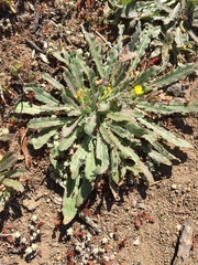 Camissoniopsis hirtella