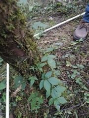 Solanum appendiculatum
