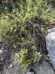 Galium angustifolium