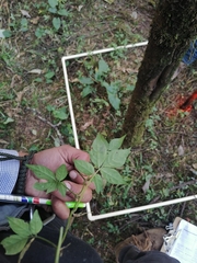 Solanum appendiculatum