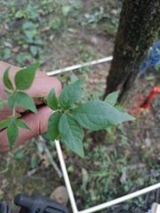 Solanum appendiculatum