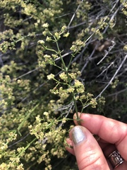 Galium angustifolium